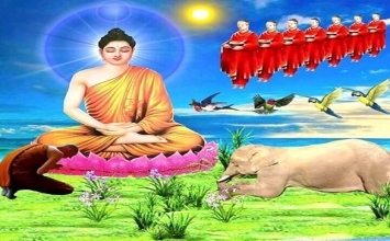 Tham ngủ nghỉ nhiều thì đời sống giống như con heo